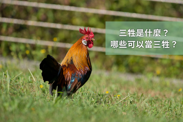 三牲與五牲是什麼?祭拜神明、祖先的十二菜碗與祭品如何準備與正確擺法?
